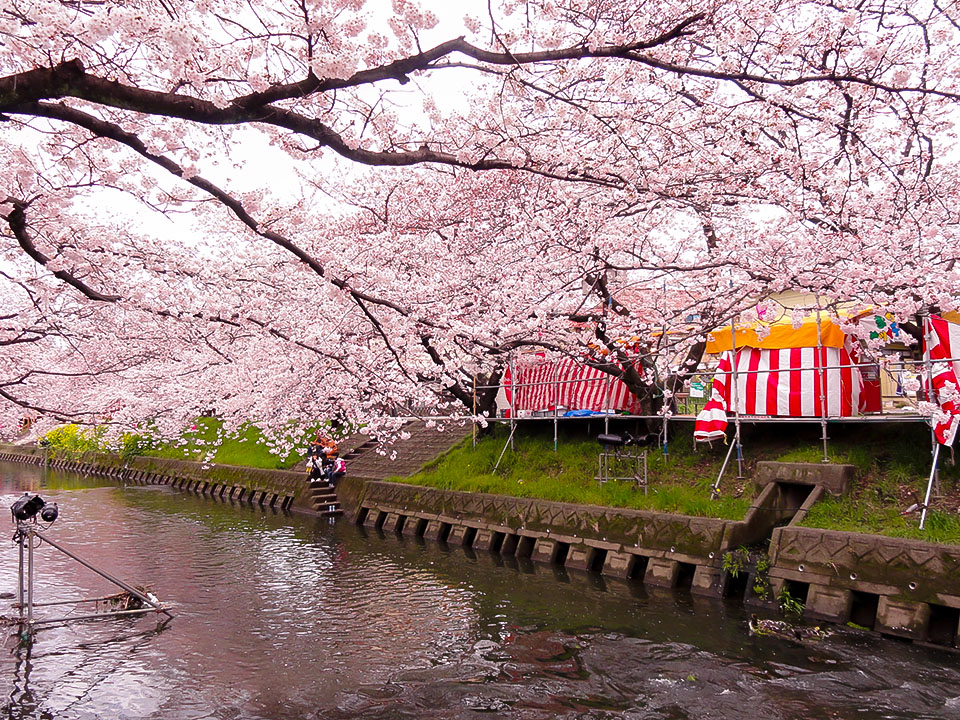 名古屋のお花見