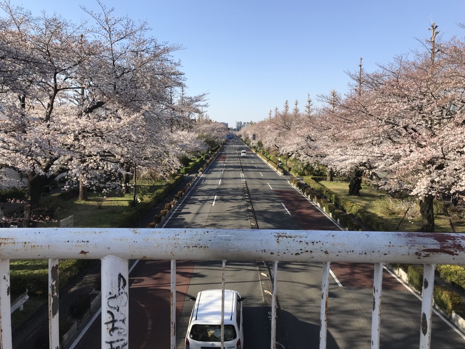 国立市の大学通り