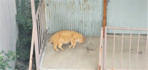 室長日記「ビル裏のお友達(=^..^=)ミャー」