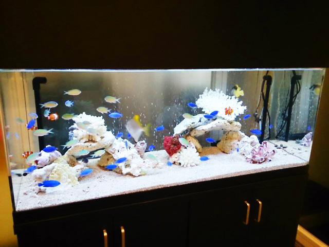 水槽にはたくさんの熱帯魚