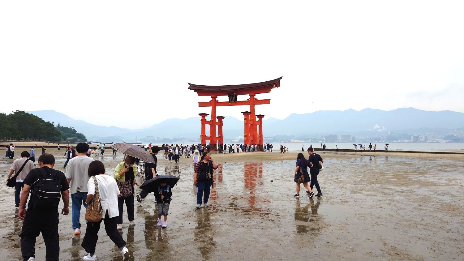 室長日記「厳島神社　大鳥居まで歩けた」